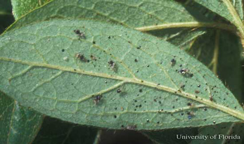 Azalea leaf with azalea lace bugs, Stephanitis pyrioides (Scott), and excrement spots. Photograph by James. L. Castner, University of Florida.