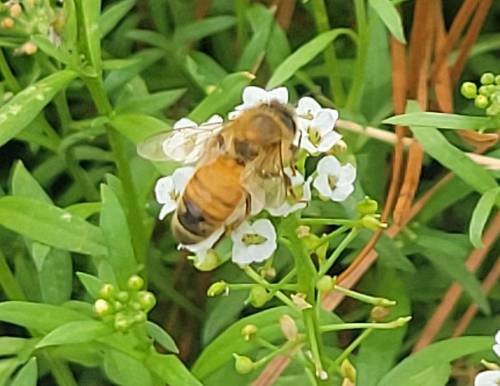 Honey bee on Sweet Alyssum.