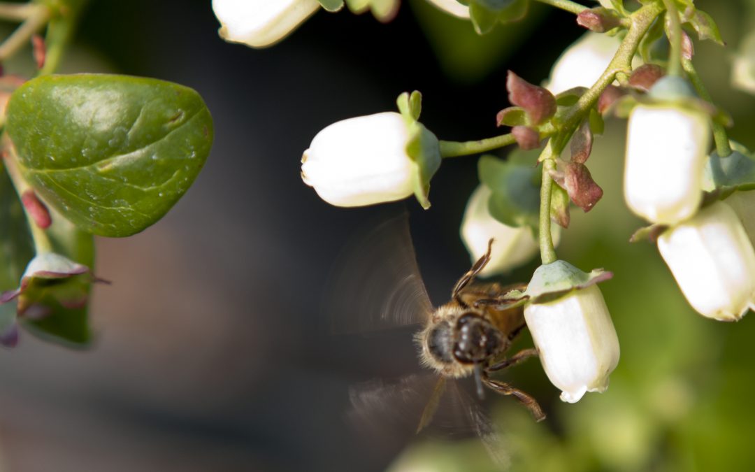 Blueberry Bees