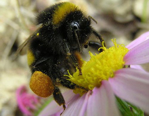 Native Bees – Important Pollinators