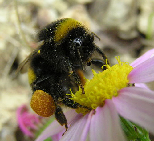 Bumblebees: Essential Pollinators for Your Garden