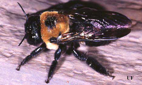 Large Carpenter bee