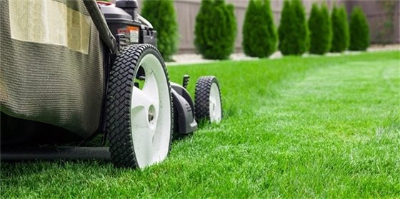 Cost to have online lawn mowed