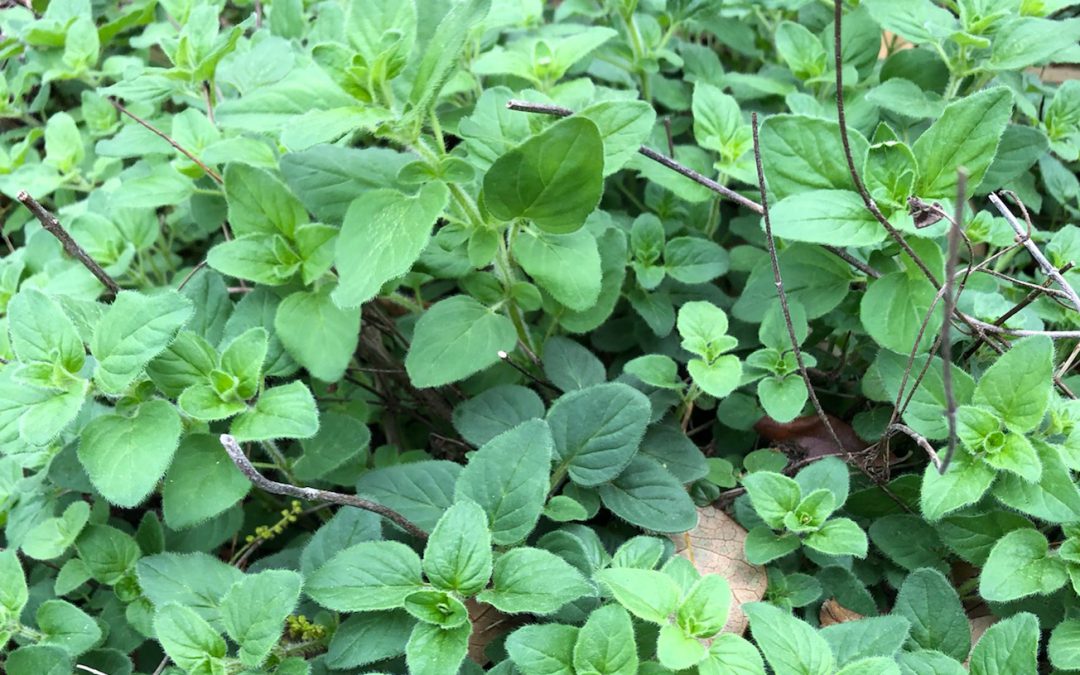 Herb Gardening: When Oregano is Flavorless