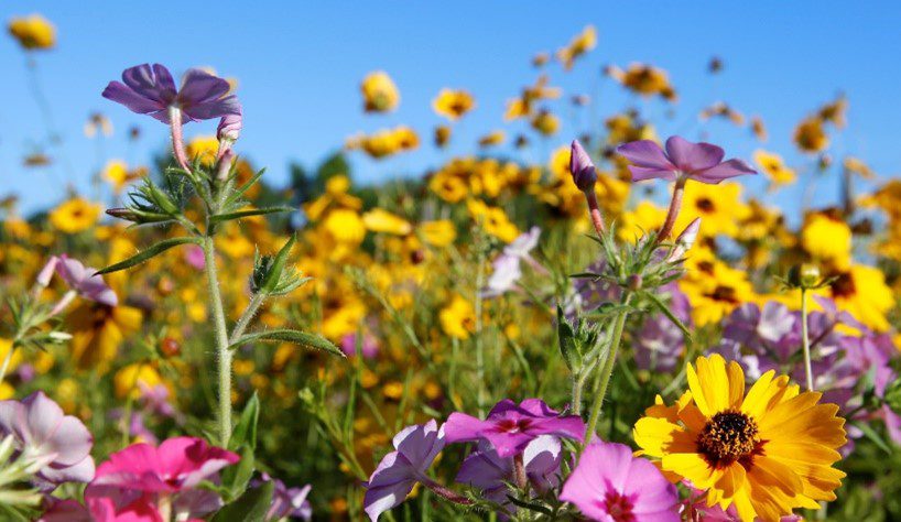 Gardening in the Panhandle LIVE! Program Summary: Pollinators