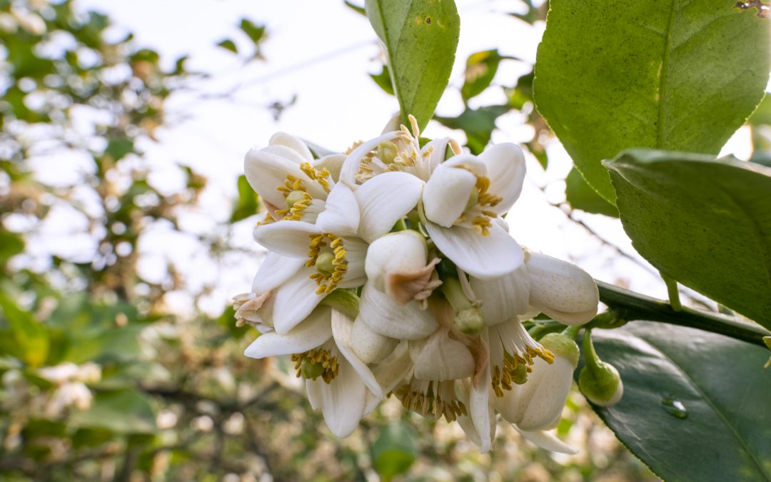 Gardening in the Panhandle LIVE! Program Summary: Citrus in the Home Landscape