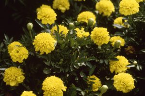 French marigolds can help suppress root-knot nematodes. Photo by North Carolina, USDA APHIS PPQ, Bugwood.org. 