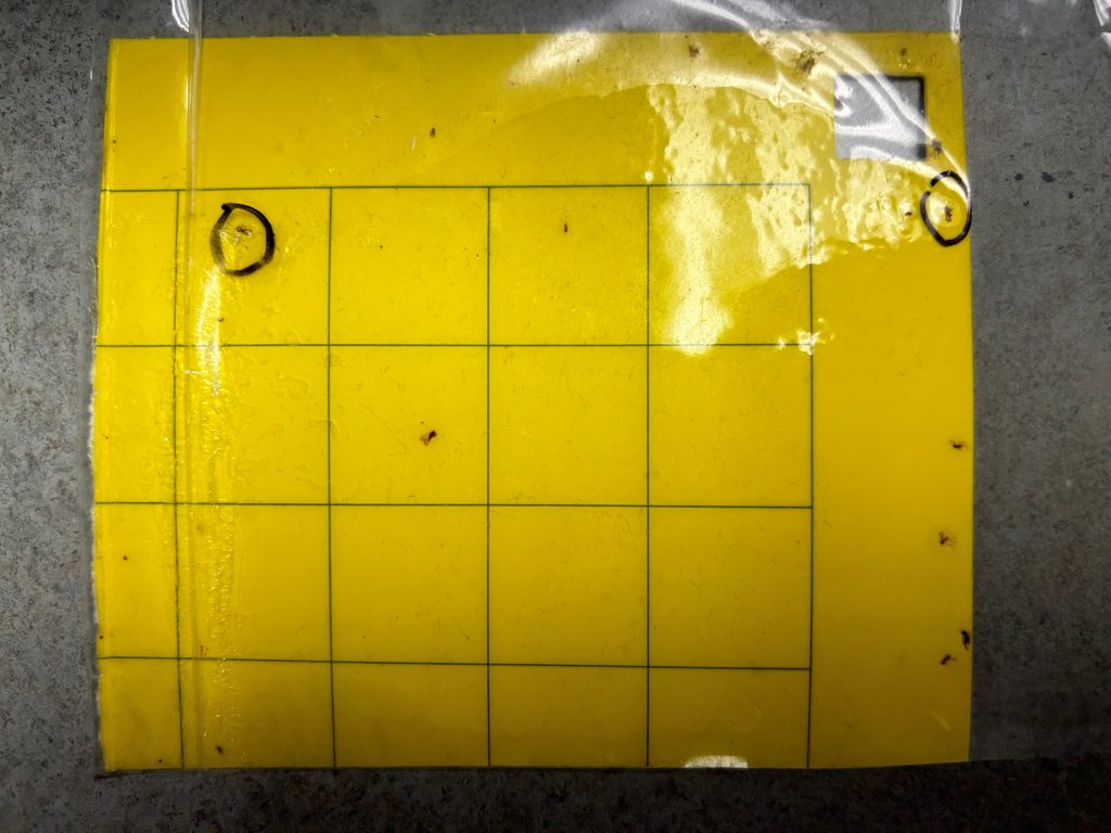 A yellow sticky trap with Asian citrus psyllids circled.