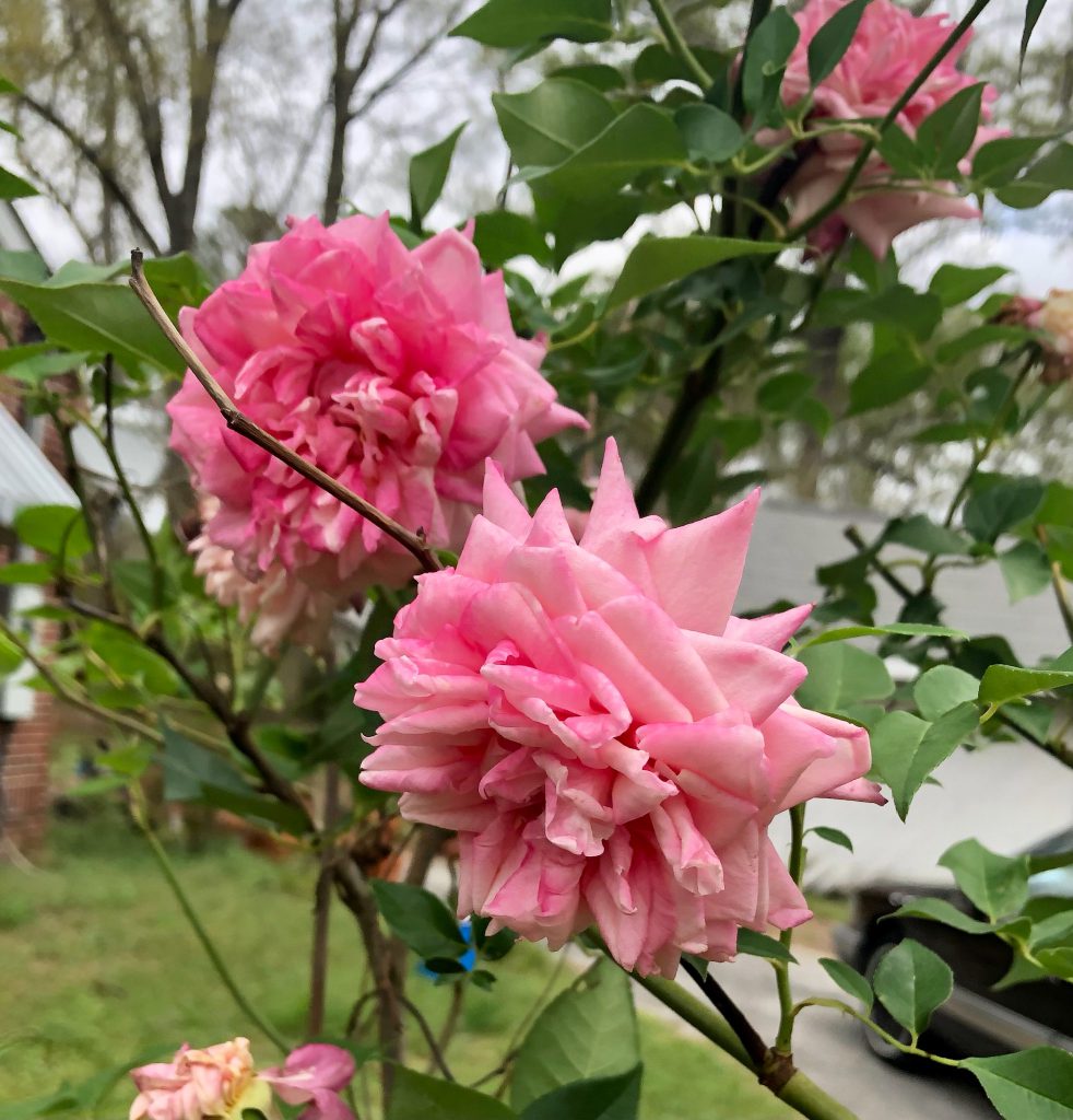 'Anna Jung' Tea Rose. Image Credit: Matthew J. Orwat, UF / IFAS Extension