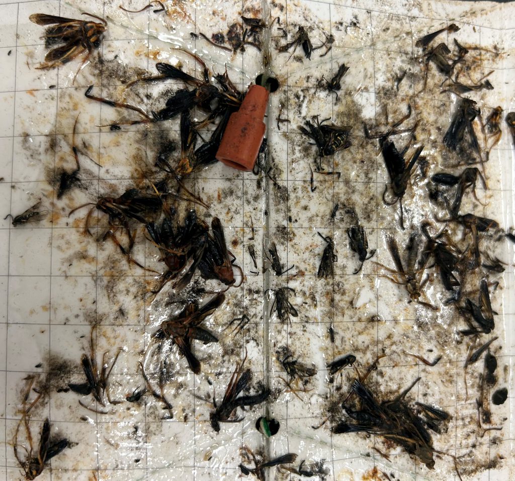 An abundance of clearwing moths on a pheromone trap that has been pulled apart.