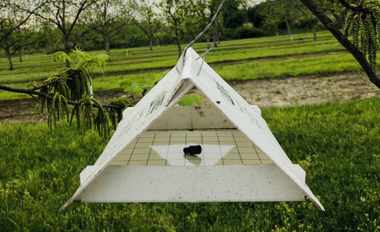 pecan nut casebearer moths on pheromone trap - Entomology Today