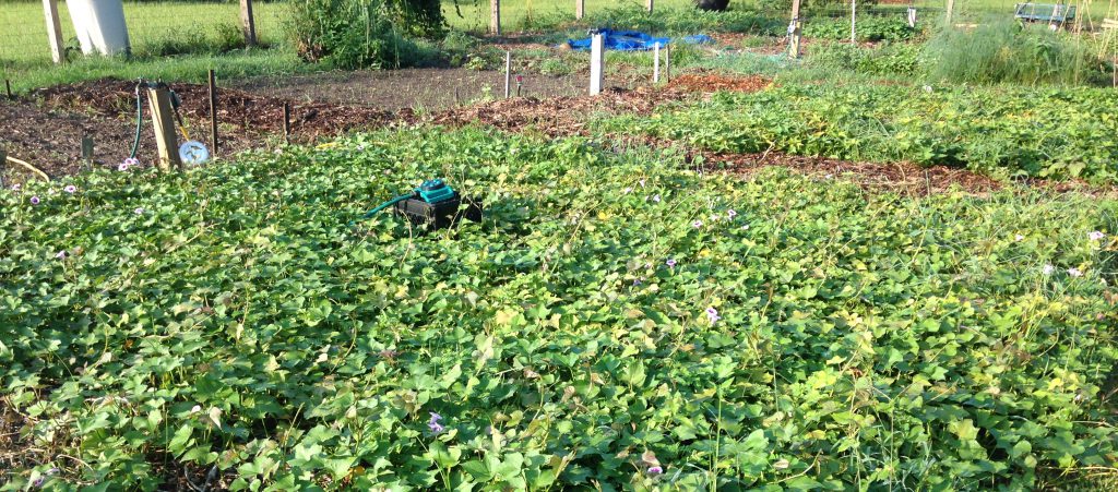 Sweet potatoes are ideal for filling the gap between summer and fall crops as they have a long growing season. Photo by Janis Piotrowski.