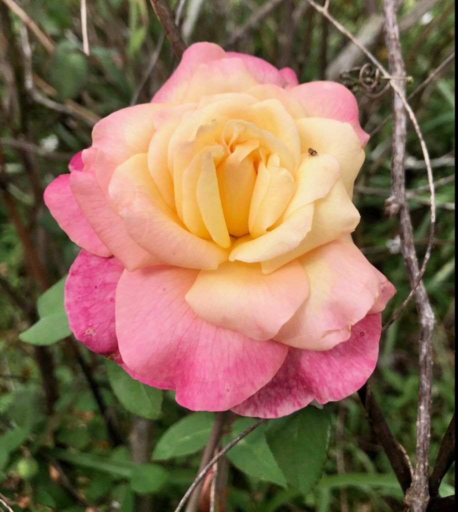 Especially brightly colored example of Rosette Delizy, a Tea Rose introduced in 1922. Image Credit: Matthew J. Orwat, IF / IFAS Extension