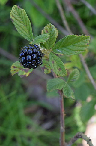 close up of blackberry fruit