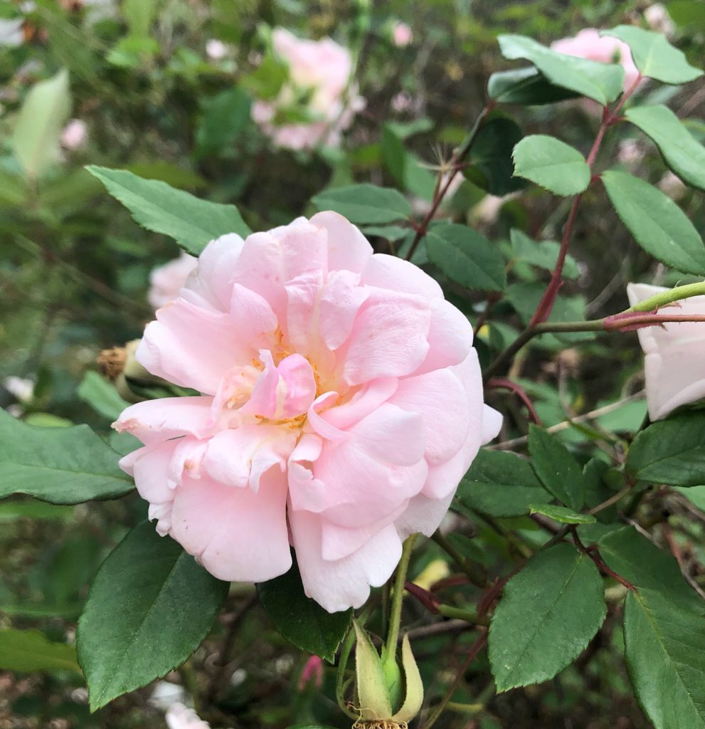 "Spice", the Bermuda Mystery Rose, might actually be the original 'Hume's Blush', or the old Tea Rose "Caroline' . Image Credit: Matthew J. Orwat, UF / IFAS Extension 