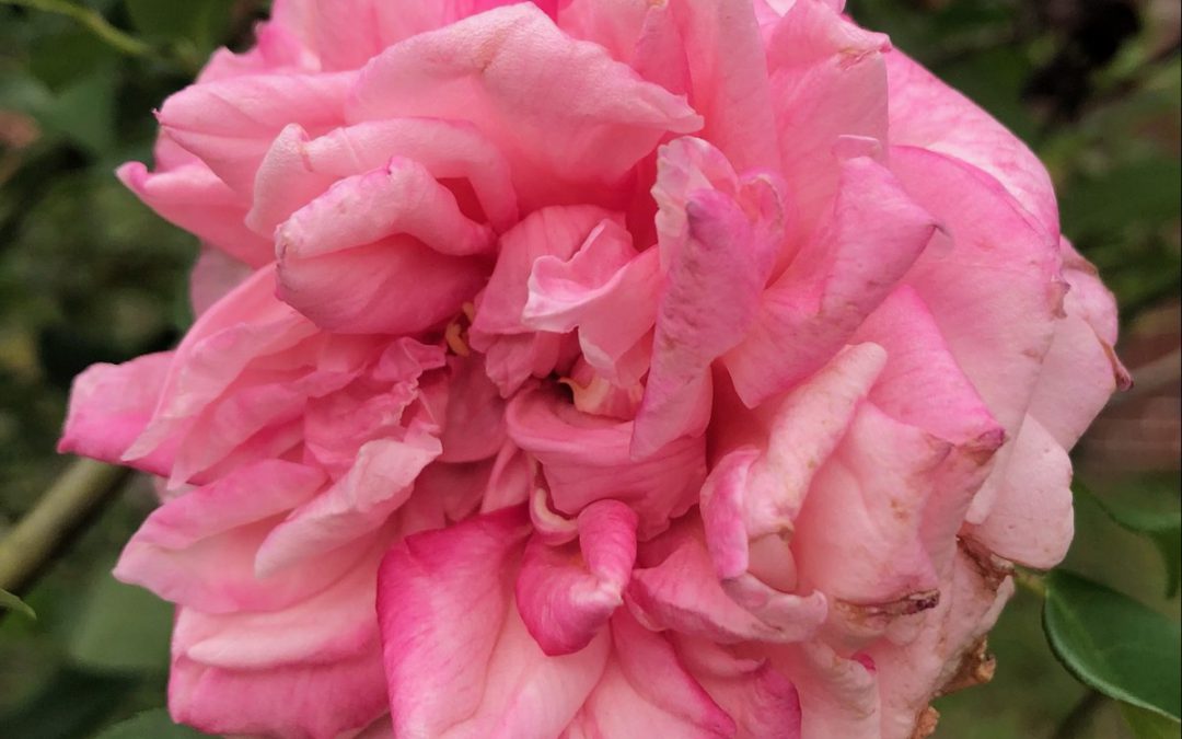 Easy Care Roses for the Gulf South