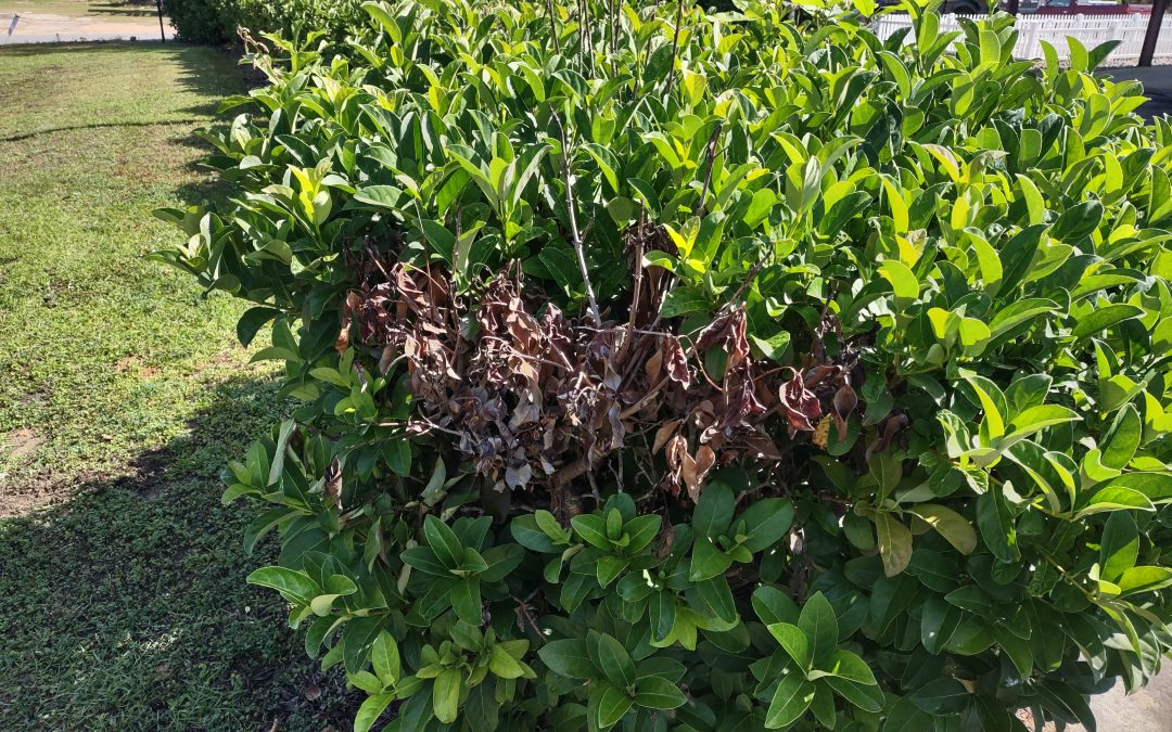 Fungus  Gardening in the Panhandle