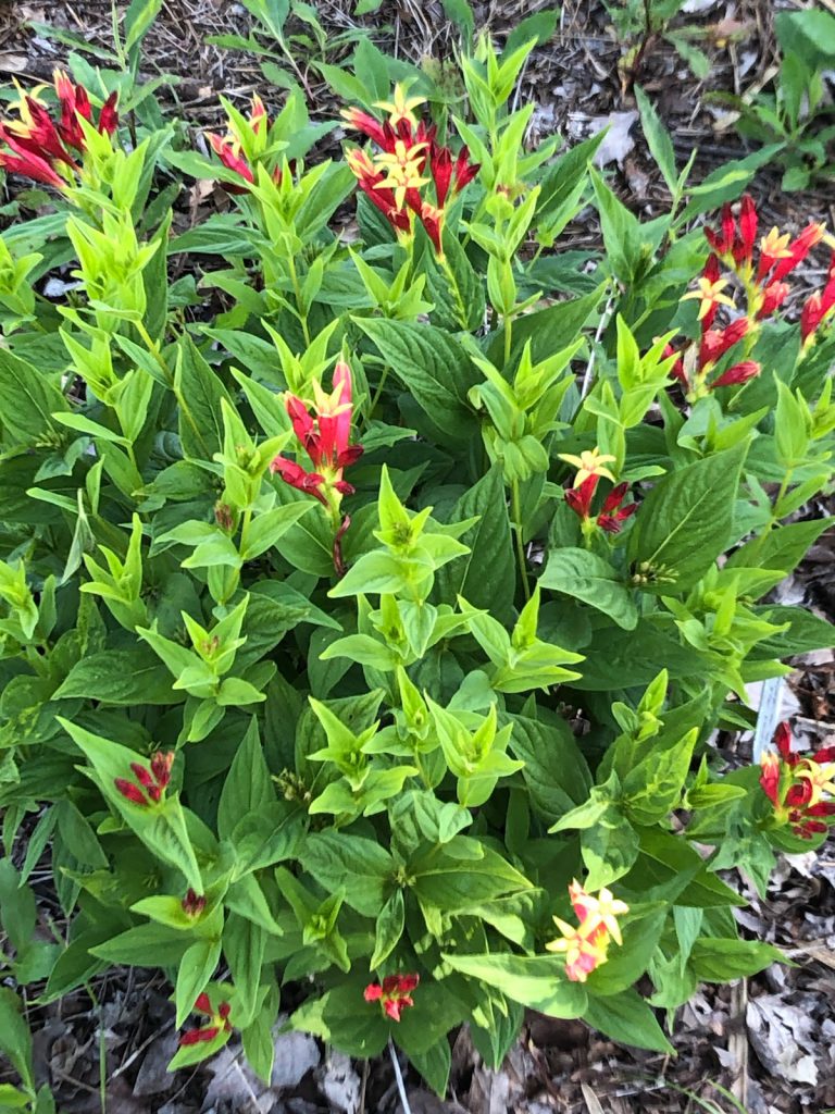 Spigelia marilandica or Indian Pink, in full flower. Image credit: Matthew Orwat IF/IFAS Extension