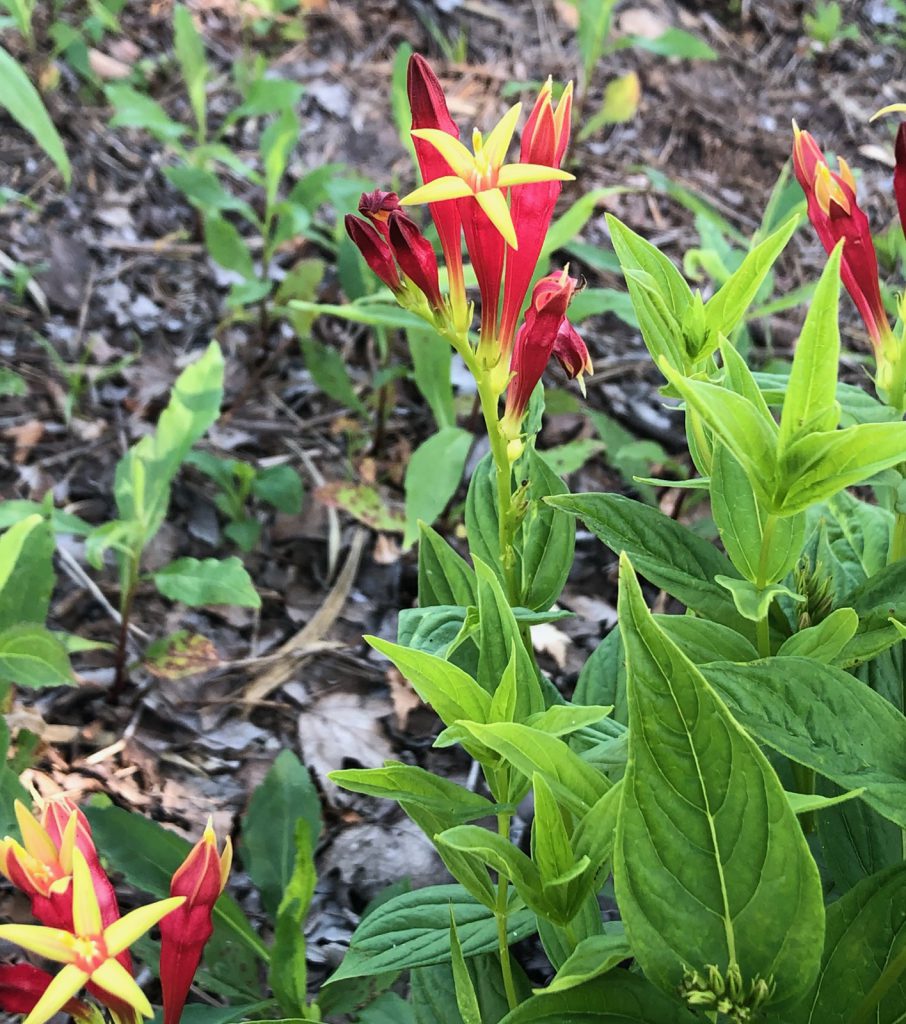 Woodland Pinkroot, Indian Pink. Flower Closeup. Image Credit: Matthew Orwat, UF/IFAS Extension