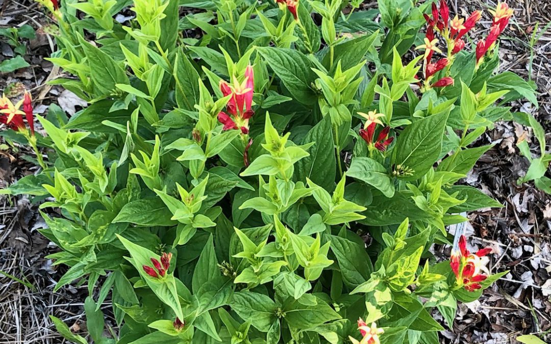 Woodland Pinkroot Adds Vibrant Color to Spring Landscapes