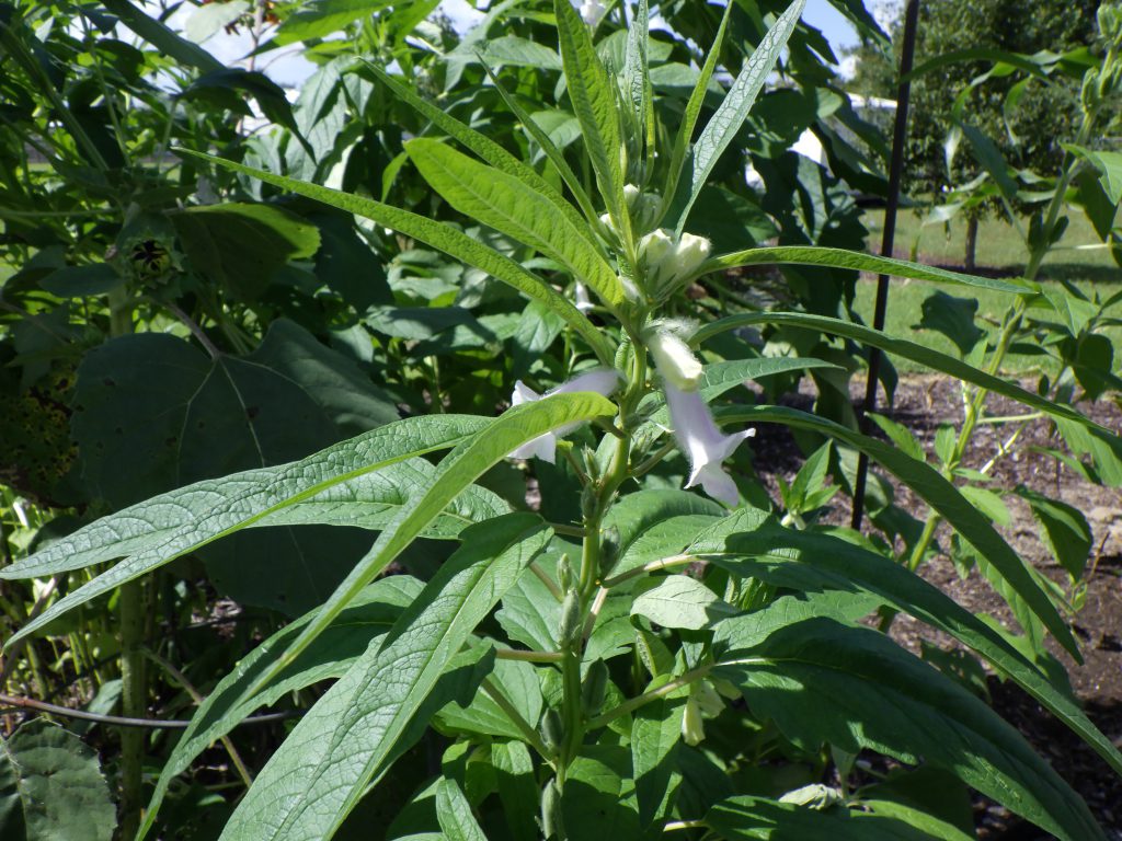 Narrow green leaves of sesame plant with white-lavender bell shaped flowers