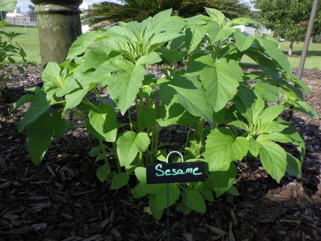 Green foliage with sign in front reading sesame