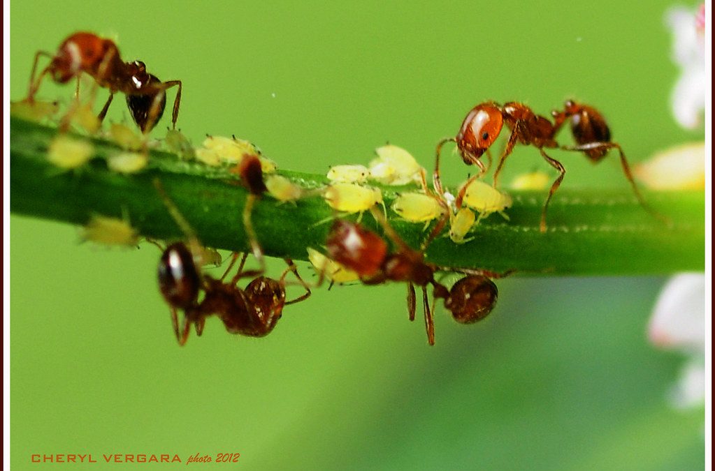 “Symbiotic Serenity: Ant-Aphid Farming Dynamics”