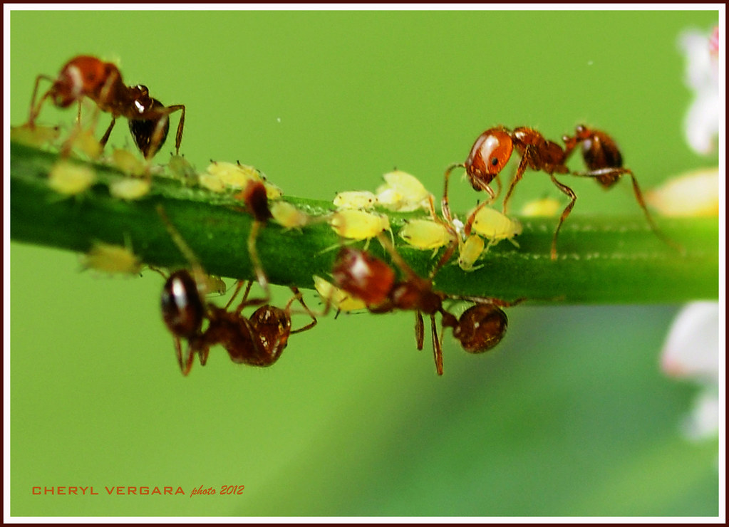 Mutualism Ants And Aphids