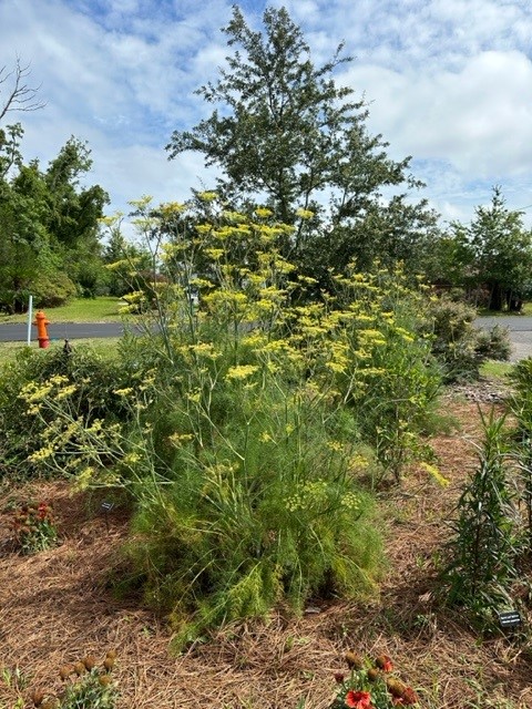 Tall green plant with yellow flowers in a garden.