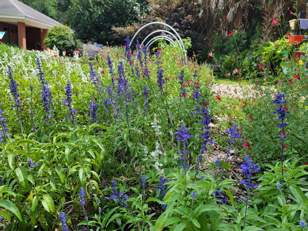 flowering garden bed