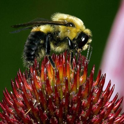 The American Bumblebee Population Has Dropped By 90% Within 20