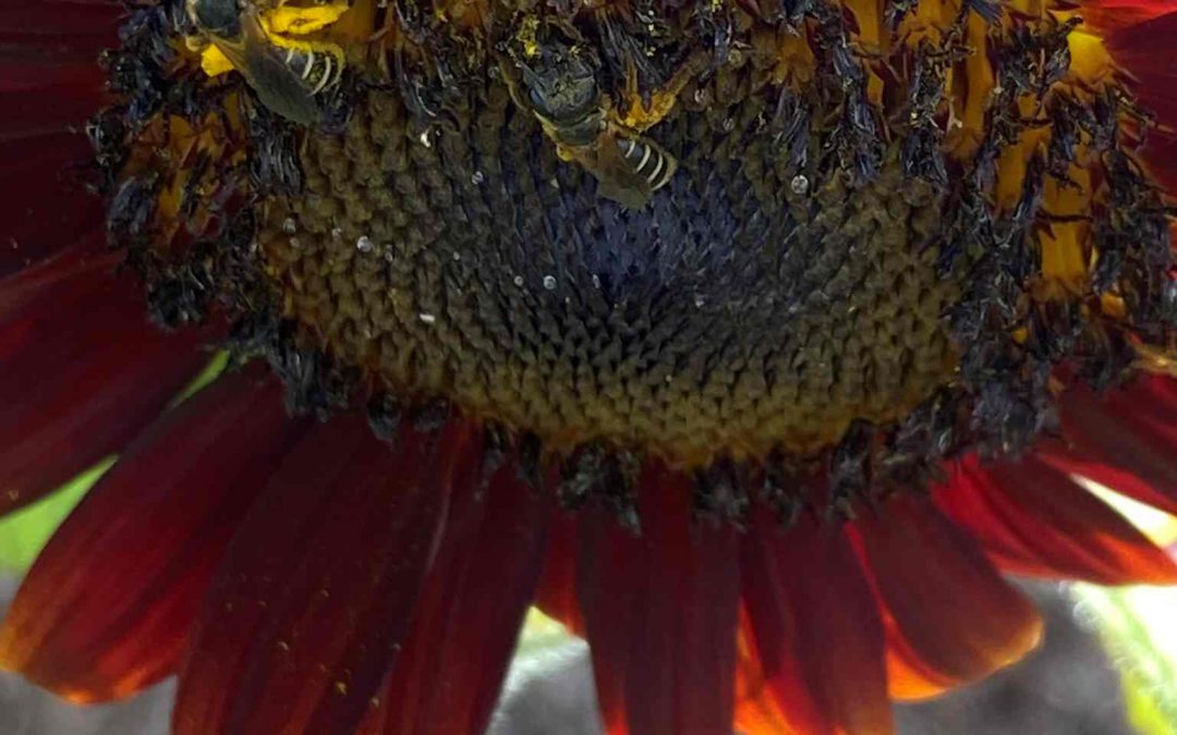 Native Pollinators: Furrow Bees