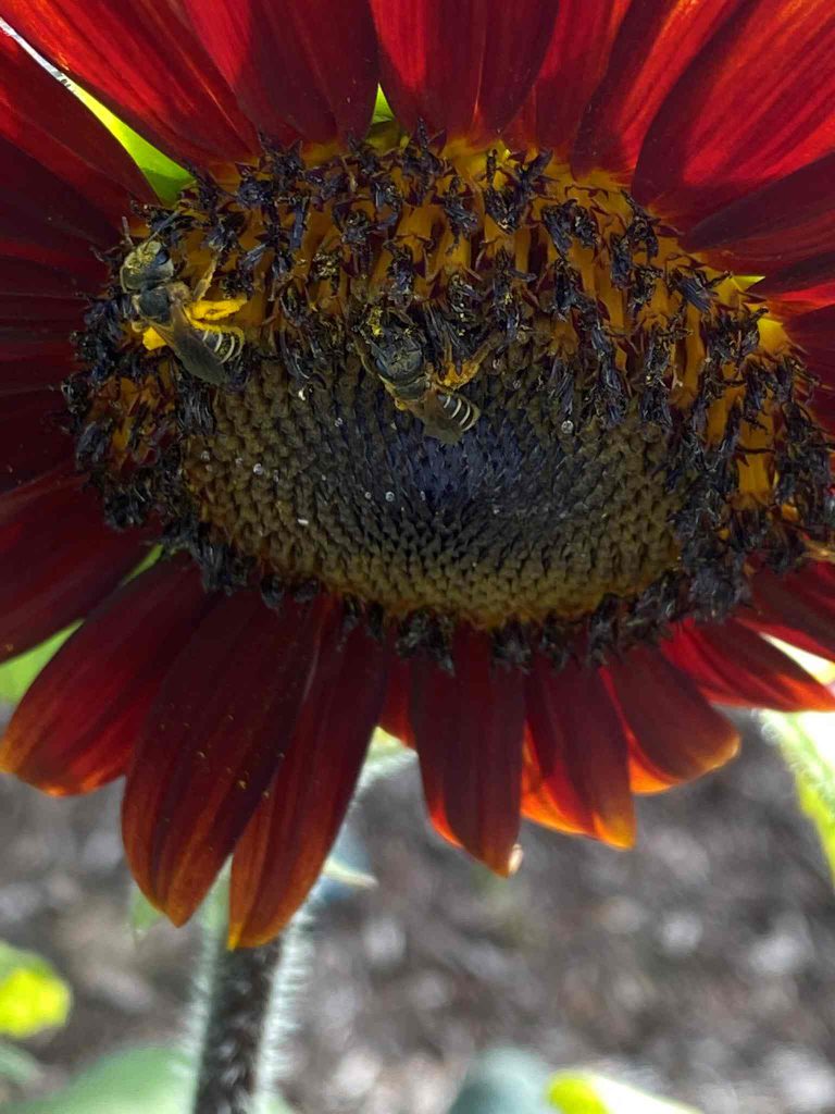 Red sunflower with furrow bees feeding.