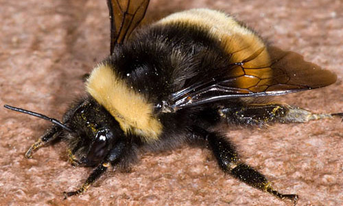Celebrate National Pollinator Week for the Bumblebees