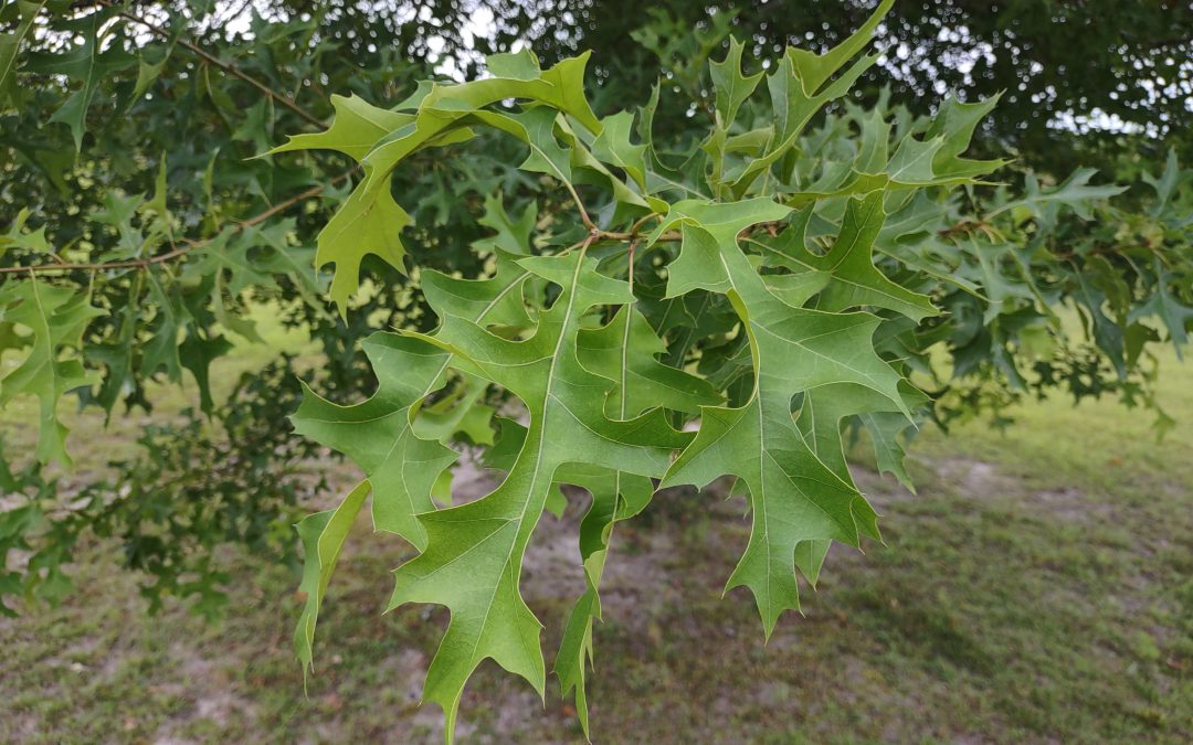 Nuttall Oak – A Great Shade Tree for Panhandle Yards