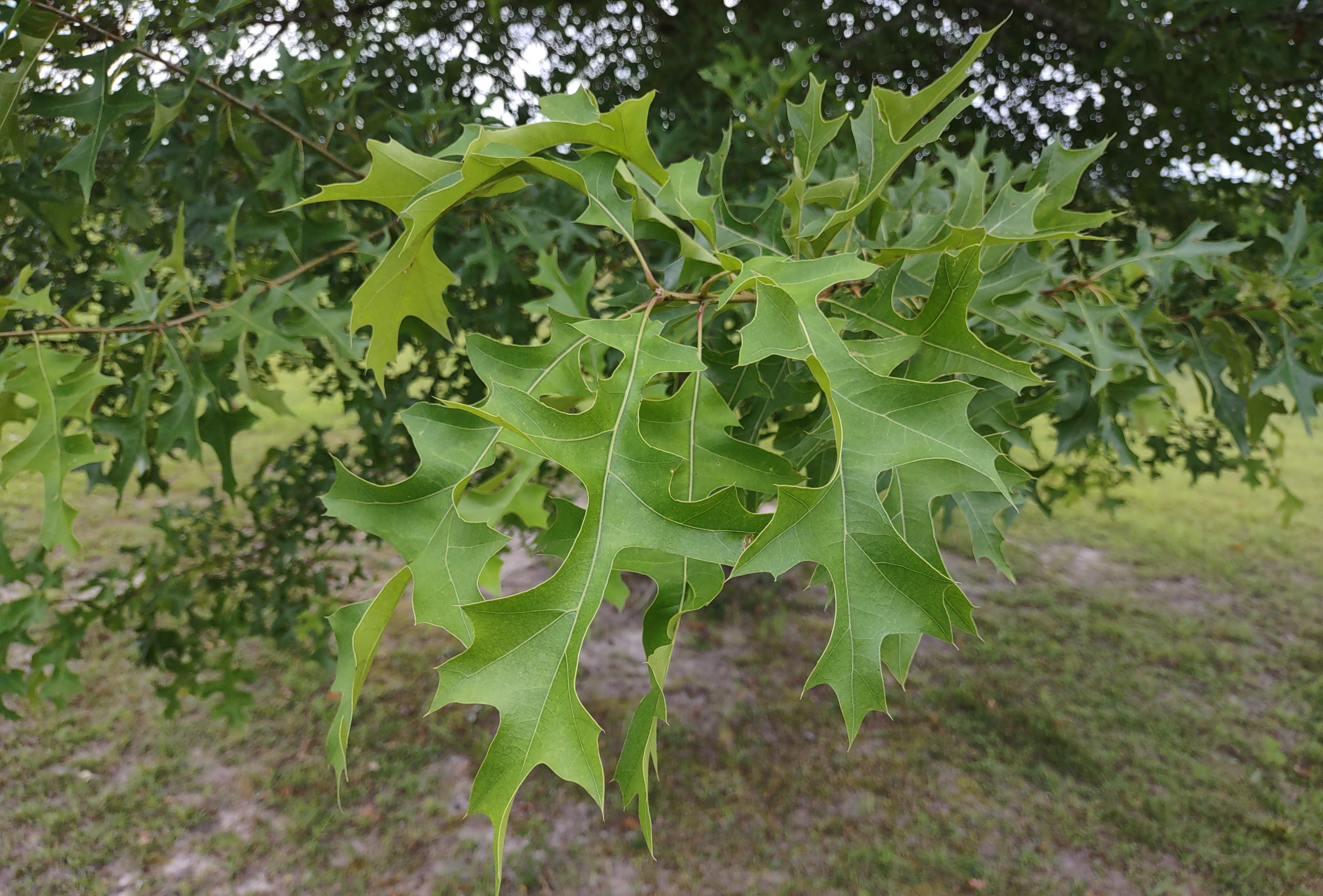 Nuttall Oak – A Great Shade Tree for Panhandle Yards | Gardening in the ...