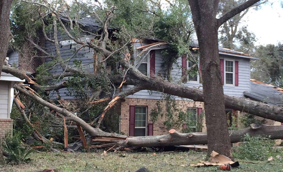 Selecting Wind-Resistant Trees for Hurricane Season