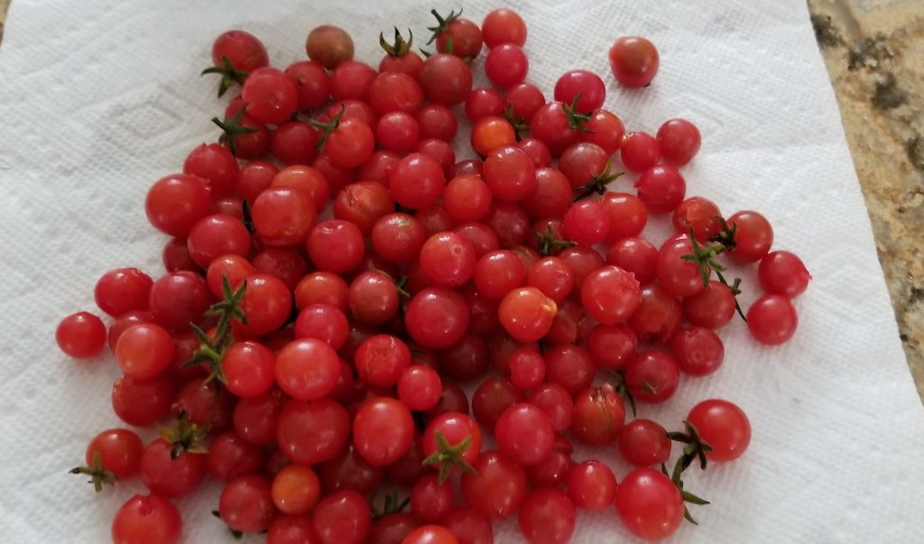 harvested Everglades tomatoes