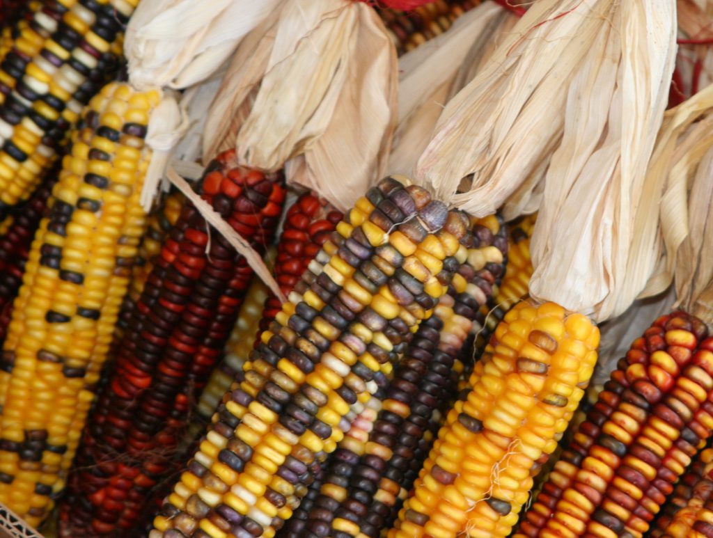 Flint corn is one of the oldest varieties of corn and has been cultivated by Native American tribes for thousands of years. Photo by Gerald Holmes, Strawberry Center, Cal Poly San Luis Obispo, Bugwood.org.