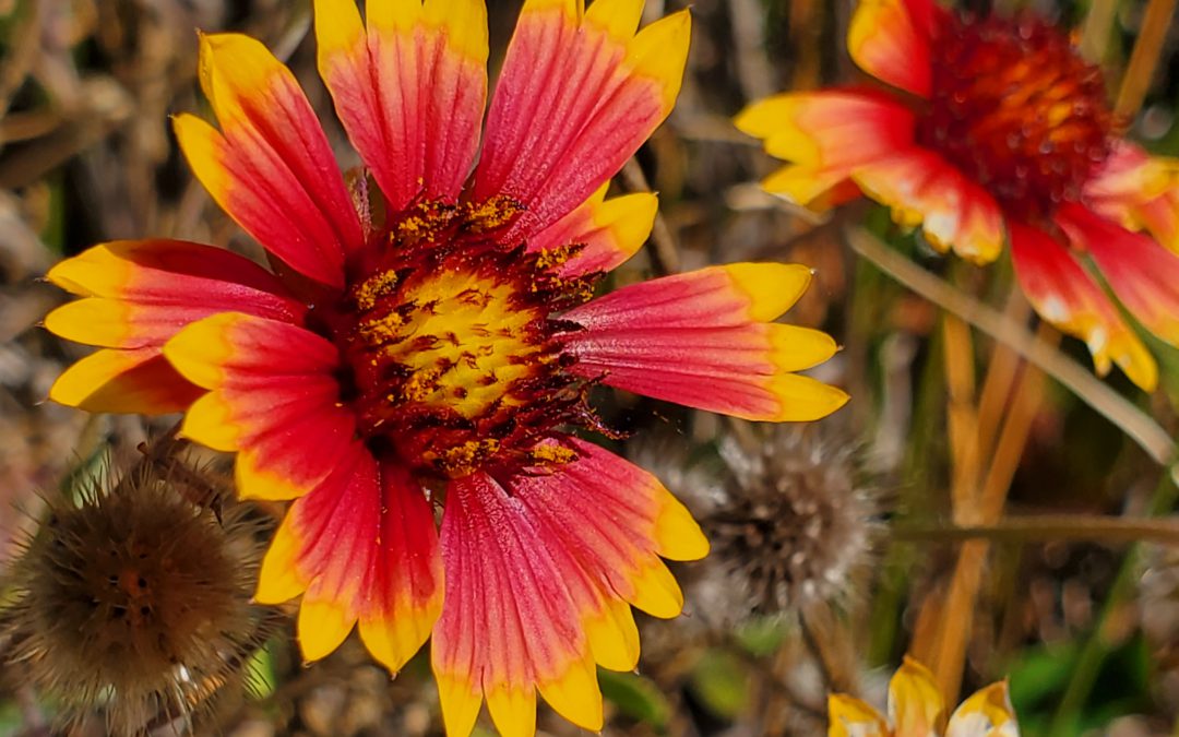 Gaillardia, A Flower That Can Handle the Sand