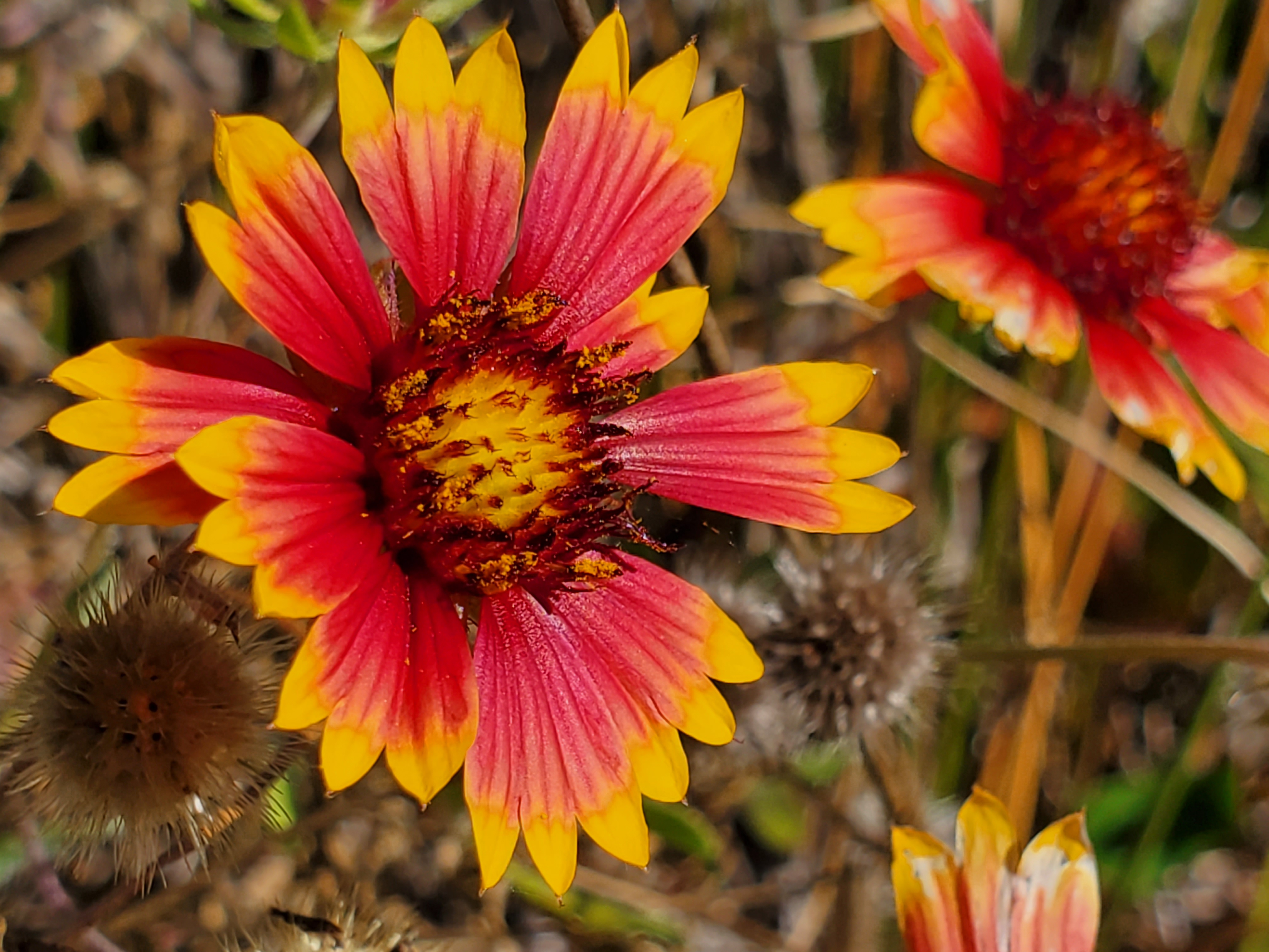 Blanket discount flower gaillardia