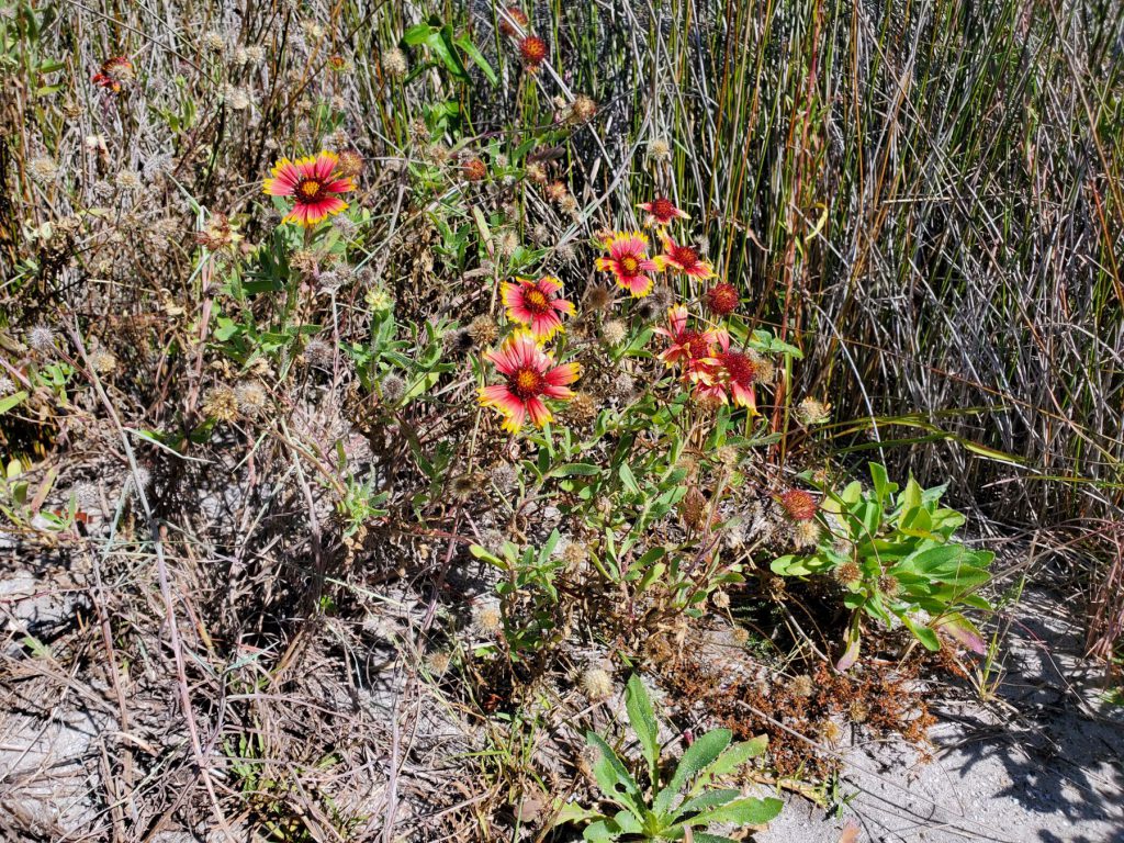 Blanket flower on the beach