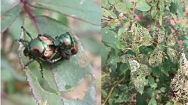 Japanese beetle – Be Aware of the Potential Threat, Stay Informed.
