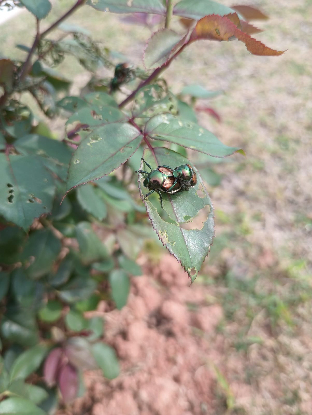 Holey leaves - when holes in leaves are a good thing - UF/IFAS