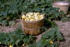 Squash has been an important agricultural crop for thousands of years. Photo by Howard F. Schwartz, Colorado State University, Bugwood.org.