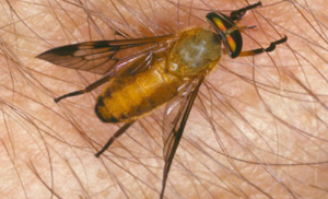 Adult yellow fly, Diachlorus ferrugatus (Fabricius). Photograph by J.L. Castner, University of Florida.