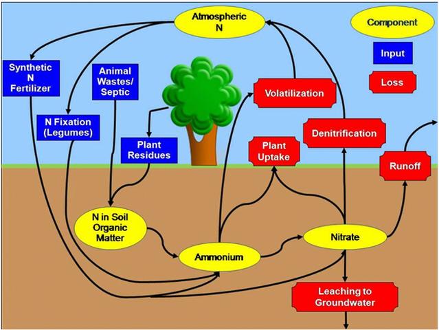 Demystifying Nitrogen Gardening In The Panhandle 