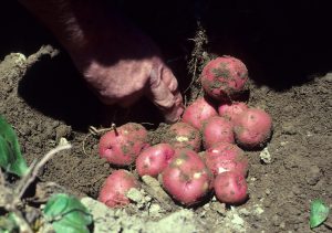 Despite their notoriety in Ireland, potatoes originated in the Andean region of South America. Photo by Edward Sikora, Auburn University, Bugwood.org.