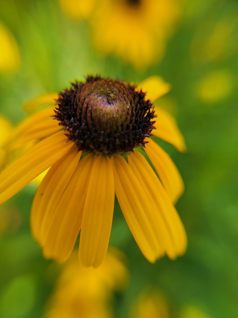 Close up of black eyed susan flower
