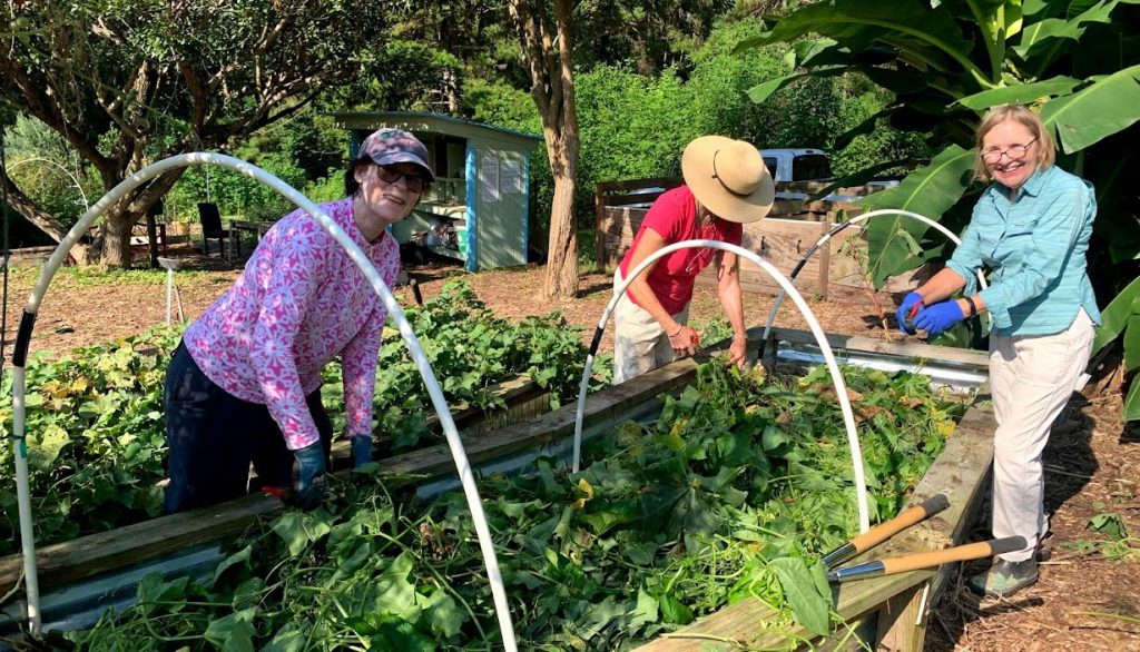 Fall is just around the corner, and that means it is time to start kale and collards, root vegetables, and salad greens. Photo by Rachel Mathes.